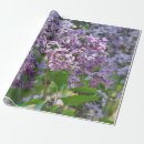 Recherche de lilas pourpre papier cadeau Lavande