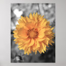 Search for tint posters Nature