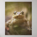 Search for toad posters Wildlife
