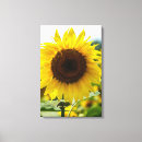 Search for isolated photography Flower