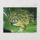 Search for frog postcards Wild