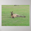 Search for kangaroo posters Australia