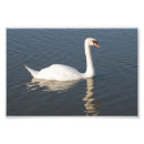 Recherche de cygne blanc posters Muet