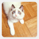 Search for ragdoll cat stickers Colour image