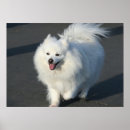 Search for american eskimo dog art Spitz