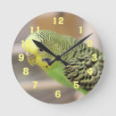 Search for kiwi clocks Green