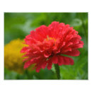 Recherche de zinnia posters Rouge