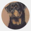 Recherche de rotweiller autocollants Rottweiler