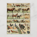 Search for cow and chicken postcards Farm