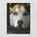 Recherche de yeux de chien cartes postales Bleu