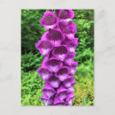 Search for foxglove flower postcards Pink