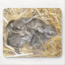 Search for cottontail Animals