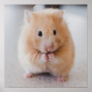 Search for pet hamster posters Funny