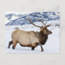 Search for elk in snow postcards Darrell gulin