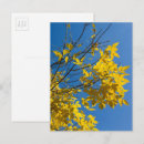 Search for ashes postcards Nature
