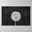 Search for dandelion posters Flower