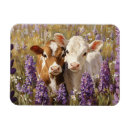 Search for dairies magnets Cow