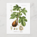 Search for fig postcards Vintage