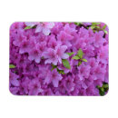 Recherche de azalée magnets Rose