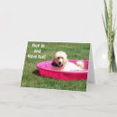 Search for pool birthday cards Dog