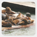 Search for sea lions stickers Nature