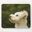 Recherche de caniche français tapis souris Vacances