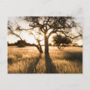 Recherche de acacia cartes postales Image en couleur