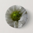 Search for chrysanthemum flowers buttons Photography