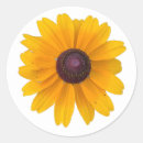 Search for black eyed susan stickers Photography