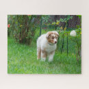 Search for australian shepherd puzzles Puppy
