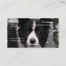 Recherche de chien border collie cartes visite Chiens