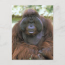 Search for pongo Orangutan