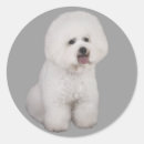 Search for bichon stickers Puppy