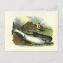 Search for vintage fishing postcards Ocean