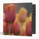 Search for attraction binders Europe