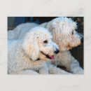 Search for golden doodle postcards Pet