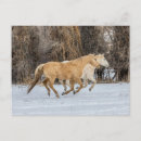 Search for horse runs postcards Gallop
