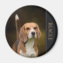 Recherche de beagles magnets Amoureux de les chiens