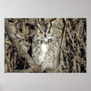 Recherche de hibou à cornes posters Oiseaux de proie