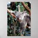 Recherche de bills posters Animal