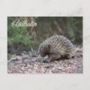 Search for anteating postcards Mammal