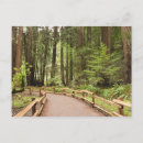 Recherche de national monument cartes postales Séquoia