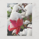 Recherche de fleurs de janvier cartes postales Rouge