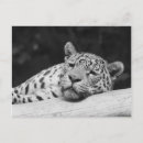 Recherche de taches léopard cartes postales Sauvage