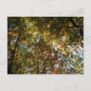 Search for sky light postcards Forest