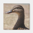 Search for posing magnets Duck