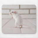 Recherche de mammifères tapis souris Blanc
