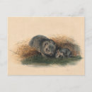Recherche de wombat cartes postales Illustration