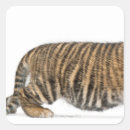 Search for tiger cub stickers Wildlife