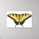 Recherche de machaons Papillons